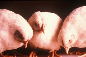 health management in poultry