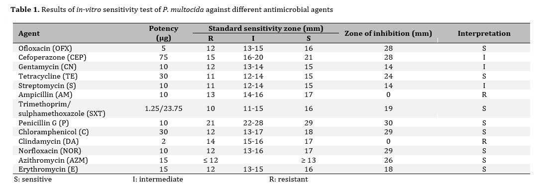 in-vitro sensitivity test of P. multocida against different antimicrobial agents