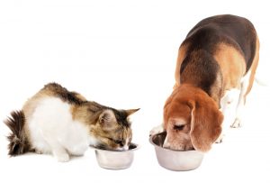 Small Animal Nutritional Requirements